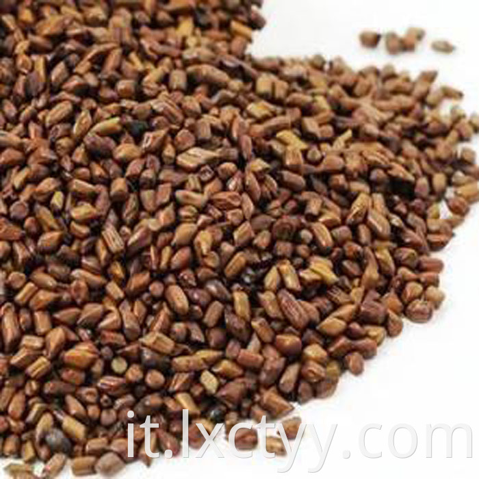 cassia seed chinese herb